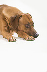 lying Rhodesian Ridgeback