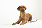 lying Rhodesian Ridgeback