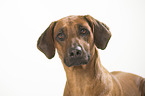 Rhodesian Ridgeback Portrait