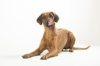 lying Rhodesian Ridgeback