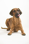 lying Rhodesian Ridgeback