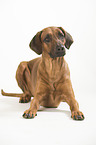 lying Rhodesian Ridgeback