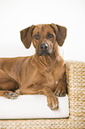 lying Rhodesian Ridgeback