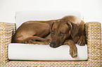 lying Rhodesian Ridgeback