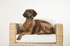 lying Rhodesian Ridgeback