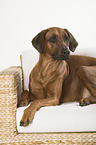 lying Rhodesian Ridgeback