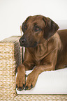 lying Rhodesian Ridgeback