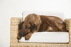 lying Rhodesian Ridgeback