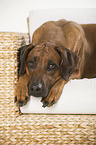 lying Rhodesian Ridgeback