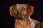 Rhodesian Ridgeback Portrait