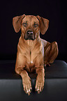 lying Rhodesian Ridgeback