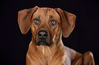 Rhodesian Ridgeback Portrait