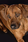 Rhodesian Ridgeback Portrait