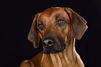 Rhodesian Ridgeback Portrait