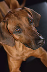 Rhodesian Ridgeback Portrait