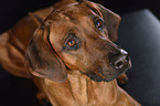 Rhodesian Ridgeback Portrait