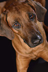 Rhodesian Ridgeback Portrait