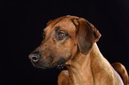 Rhodesian Ridgeback Portrait