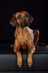 lying Rhodesian Ridgeback