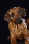 lying Rhodesian Ridgeback