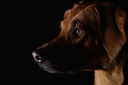 Rhodesian Ridgeback Portrait