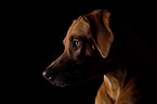 Rhodesian Ridgeback Portrait