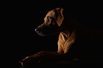 lying Rhodesian Ridgeback