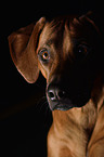 Rhodesian Ridgeback Portrait