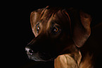 Rhodesian Ridgeback Portrait