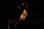 lying Rhodesian Ridgeback