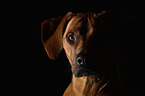 Rhodesian Ridgeback Portrait