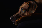 Rhodesian Ridgeback Portrait