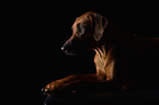 lying Rhodesian Ridgeback