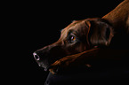 Rhodesian Ridgeback Portrait