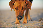 Rhodesian Ridgeback Portrait