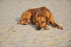 lying Rhodesian Ridgeback