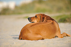 lying Rhodesian Ridgeback