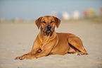 lying Rhodesian Ridgeback