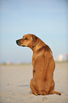 sitting Rhodesian Ridgeback