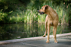 standing Rhodesian Ridgeback