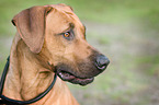 Rhodesian Ridgeback Portrait