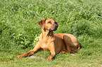 lying Rhodesian Ridgeback