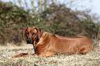 lying Rhodesian Ridgeback