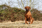 sitting Rhodesian Ridgeback