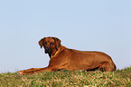 lying Rhodesian Ridgeback