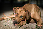 lying Rhodesian Ridgeback