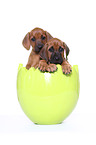 Rhodesian Ridgeback Puppies