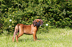 Rhodesian Ridgeback Puppy