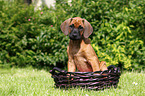 Rhodesian Ridgeback Puppy