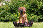 Rhodesian Ridgeback Puppy